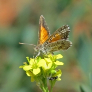 Lucia limbaria at Queanbeyan West, NSW - 20 Jan 2019