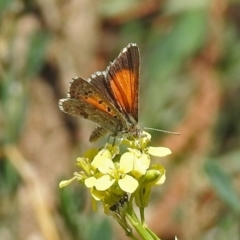 Lucia limbaria at Queanbeyan West, NSW - 20 Jan 2019