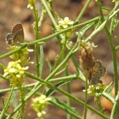 Lucia limbaria at Queanbeyan West, NSW - 20 Jan 2019