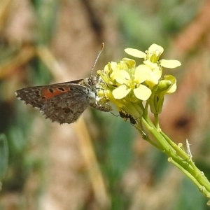 Lucia limbaria at Queanbeyan West, NSW - 20 Jan 2019