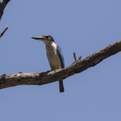 Todiramphus sanctus (Sacred Kingfisher) at Hawker, ACT - 20 Jan 2019 by AlisonMilton