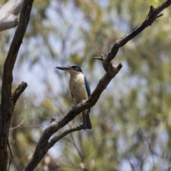 Todiramphus sanctus at Hawker, ACT - 20 Jan 2019