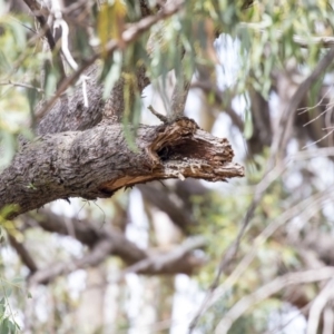 Todiramphus sanctus at Hawker, ACT - 20 Jan 2019