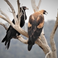 Aquila audax (Wedge-tailed Eagle) at Paddys River, ACT - 19 Jan 2019 by JohnBundock