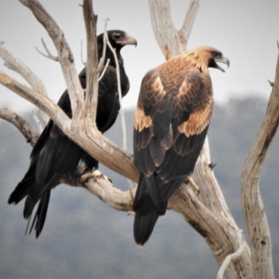 Aquila audax (Wedge-tailed Eagle) at Paddys River, ACT - 19 Jan 2019 by JohnBundock