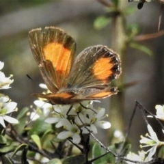 Paralucia aurifera (Bright Copper) at Paddys River, ACT - 19 Jan 2019 by JohnBundock