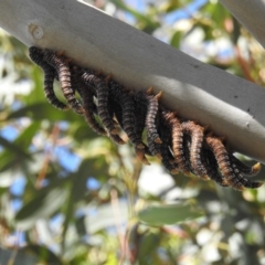 Perginae sp. (subfamily) (Unidentified pergine sawfly) at Fyshwick, ACT - 12 Jan 2019 by HelenCross