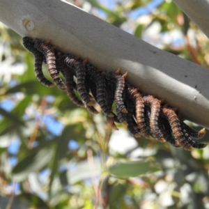 Perginae sp. (subfamily) at Fyshwick, ACT - 12 Jan 2019