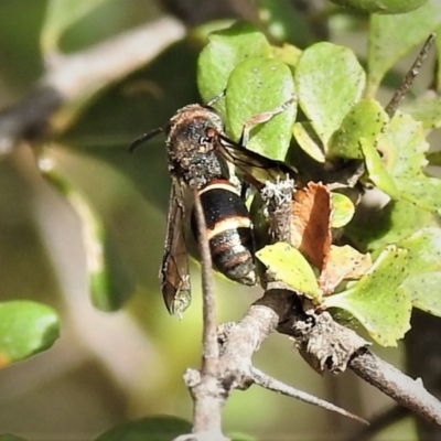 Eumeninae (subfamily) (Unidentified Potter wasp) at Paddys River, ACT - 20 Jan 2019 by JohnBundock