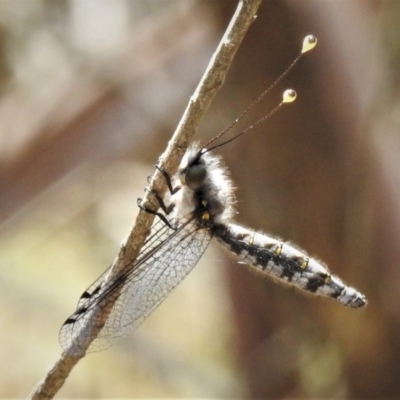 Suhpalacsa sp. (genus) (Owlfly) at Paddys River, ACT - 20 Jan 2019 by JohnBundock