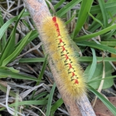 Trichiocercus sparshalli (Sparshall's Moth) at Crackenback, NSW - 31 Dec 2018 by HelenCross