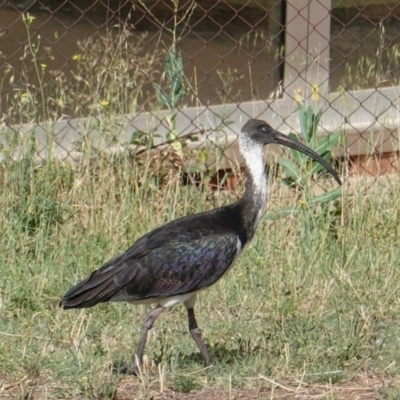 Threskiornis spinicollis (Straw-necked Ibis) at Hughes, ACT - 20 Jan 2019 by JackyF