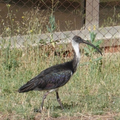 Threskiornis spinicollis (Straw-necked Ibis) at Hughes, ACT - 19 Jan 2019 by JackyF