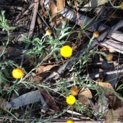 Coronidium gunnianum (Gunn's Everlasting) at Winifred, NSW - 20 Jan 2019 by Katarina