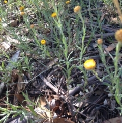 Coronidium gunnianum at Winifred, NSW - 20 Jan 2019