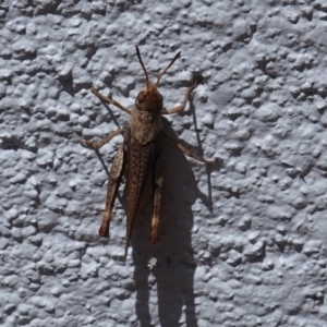 Acrididae sp. (family) at Hughes, ACT - 20 Jan 2019