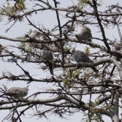 Ocyphaps lophotes (Crested Pigeon) at Hughes, ACT - 20 Jan 2019 by JackyF