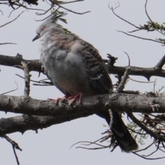 Ocyphaps lophotes at Hughes, ACT - 20 Jan 2019 10:00 AM