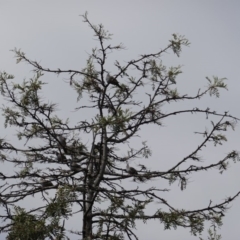 Ocyphaps lophotes at Hughes, ACT - 20 Jan 2019 10:00 AM