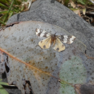 Termessa laeta (Termessa laeta) at Namadgi National Park - 27 Dec 2018 by JBrickhill