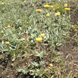 Coronidium gunnianum at Nimmitabel, NSW - 20 Jan 2019