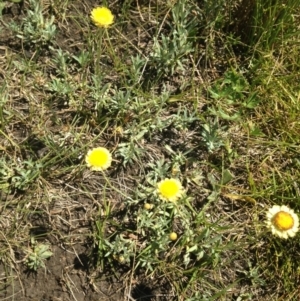 Coronidium gunnianum at Nimmitabel, NSW - 20 Jan 2019