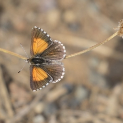 Lucia limbaria (Chequered Copper) at The Pinnacle - 19 Jan 2019 by AlisonMilton