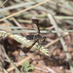 Comptosia sp. (genus) (Unidentified Comptosia bee fly) at Hawker, ACT - 20 Jan 2019 by AlisonMilton