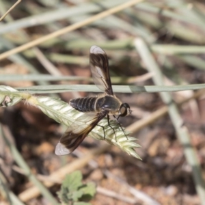 Comptosia sp. (genus) at Hawker, ACT - 20 Jan 2019 09:43 AM