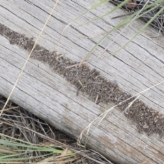 Papyrius nitidus (Shining Coconut Ant) at Hawker, ACT - 20 Jan 2019 by AlisonMilton