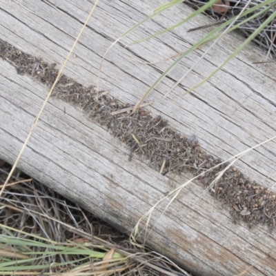 Papyrius nitidus (Shining Coconut Ant) at Hawker, ACT - 19 Jan 2019 by Alison Milton