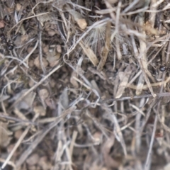 Papyrius nitidus at Hawker, ACT - suppressed