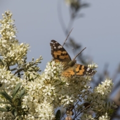 Vanessa kershawi (Australian Painted Lady) at Hawker, ACT - 20 Jan 2019 by AlisonMilton