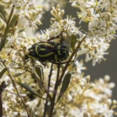 Eupoecila australasiae (Fiddler Beetle) at The Pinnacle - 19 Jan 2019 by Alison Milton