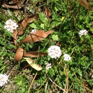 Trachymene humilis subsp. humilis at Steeple Flat, NSW - 20 Jan 2019 04:30 PM