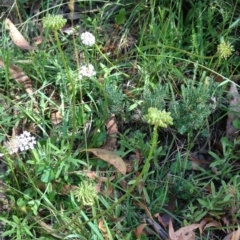 Trachymene humilis subsp. humilis at Steeple Flat, NSW - 20 Jan 2019 04:30 PM