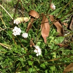 Trachymene humilis subsp. humilis at Steeple Flat, NSW - 20 Jan 2019 04:30 PM