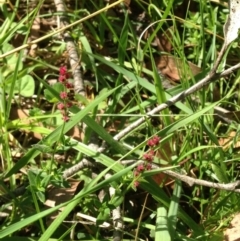 Rumex acetosella (Sheep Sorrel) at Steeple Flat, NSW - 20 Jan 2019 by Katarina