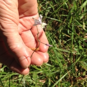 Arthropodium milleflorum at Steeple Flat, NSW - 20 Jan 2019