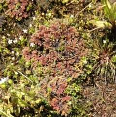 Azolla rubra (Red Water Fern) at Nimmitabel, NSW - 20 Jan 2019 by Katarina