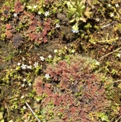 Azolla rubra at Nimmitabel, NSW - 20 Jan 2019