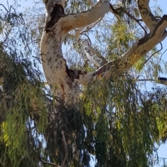 Callocephalon fimbriatum (Gang-gang Cockatoo) at Barton, ACT - 20 Jan 2019 by Kaliv