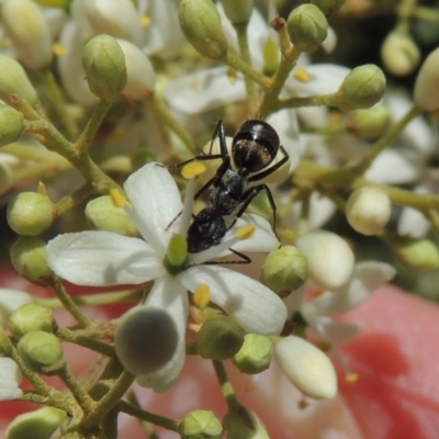 Camponotus aeneopilosus (A Golden-tailed sugar ant) at Conder, ACT - 24 Dec 2018 by MichaelBedingfield