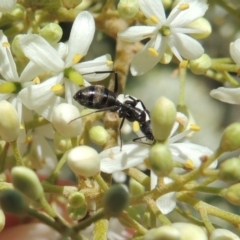 Camponotus aeneopilosus at Conder, ACT - 24 Dec 2018