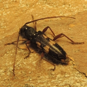 Phoracantha punctata at Conder, ACT - 1 Jan 2019