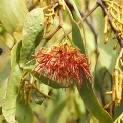 Amyema miquelii (Box Mistletoe) at Kambah, ACT - 18 Jan 2019 by MatthewFrawley