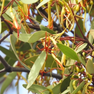 Muellerina eucalyptoides at Kambah, ACT - 19 Jan 2019 09:45 AM