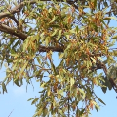 Muellerina eucalyptoides at Kambah, ACT - 19 Jan 2019