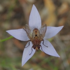 Tachinidae (family) (Unidentified Bristle fly) at Conder, ACT - 7 Jan 2019 by michaelb