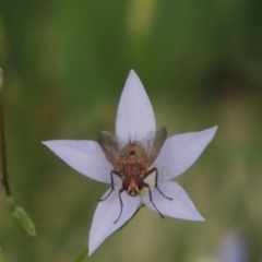 Tachinidae (family) at Conder, ACT - 7 Jan 2019 05:53 PM